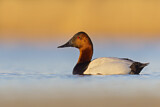 Image. Canvasback