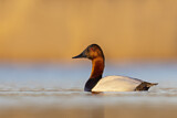 Image. Canvasback
