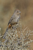 Image. Canyon Towhee