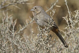 Image. Canyon Towhee