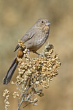 Image. Canyon Towhee