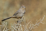 Image. Canyon Towhee