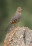 Image. Canyon Towhee