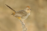 Image. Canyon Towhee