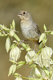Image. Canyon Towhee