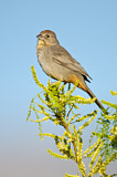 Image. Canyon Towhee