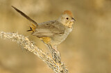 Image. Canyon Towhee