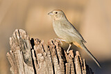 Image. Canyon Towhee