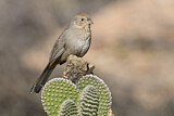 Image. Canyon Towhee