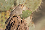 Image. Canyon Towhee