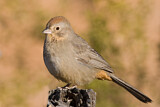 Image. Canyon Towhee