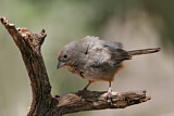 Image. Canyon Towhee
