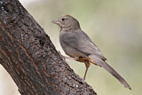 Image. Canyon Towhee