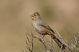 Image. Canyon Towhee