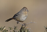 Image. Canyon Towhee