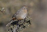 Image. Canyon Towhee