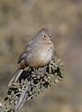 Image. Canyon Towhee