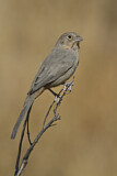 Image. Canyon Towhee