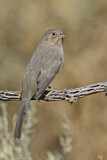 Image. Canyon Towhee