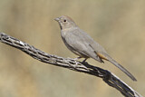 Image. Canyon Towhee