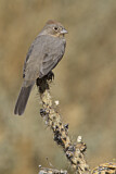 Image. Canyon Towhee