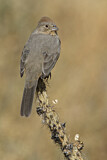 Image. Canyon Towhee