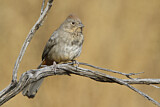Image. Canyon Towhee