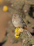 Image. Canyon Towhee