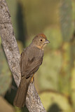 Image. Canyon Towhee
