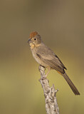 Image. Canyon Towhee