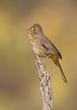 Image. Canyon Towhee