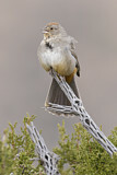 Image. Canyon Towhee