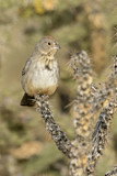 Image. Canyon Towhee