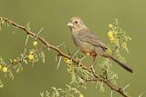 Image. Canyon Towhee