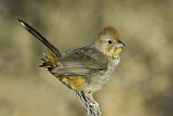 Image. Canyon Towhee