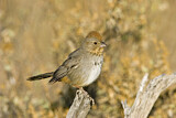 Image. Canyon Towhee