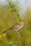 Image. Canyon Towhee