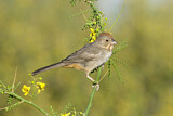 Image. Canyon Towhee