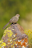 Image. Canyon Towhee