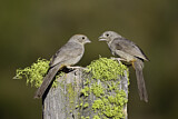 Image. Canyon Towhee