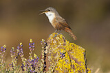 Image. Canyon Wren