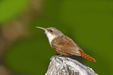 Image. Canyon Wren