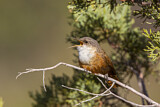 Image. Canyon Wren
