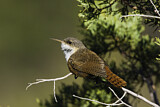 Image. Canyon Wren
