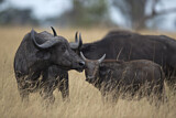 Image. Cape Buffalo