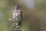 Image. Cape Bulbul