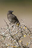 Image. Cape Bulbul