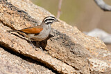 Image. Cape Bunting