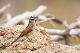 Image. Cape Bunting