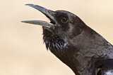 Image. Cape Crow